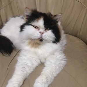 Meet your Posher, Yohann